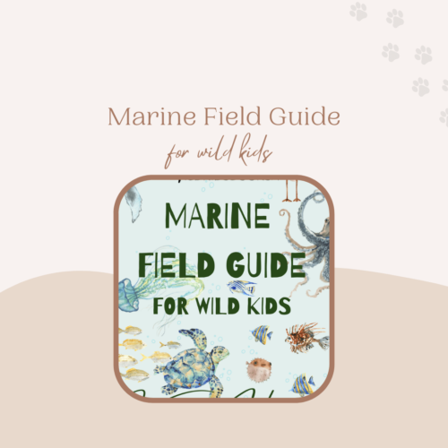 Kids Marine Ecology Field Guide