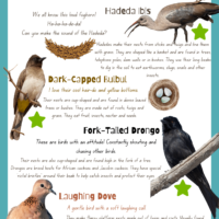 Garden Birding for Kwa-Zulu Natal Kids PDF