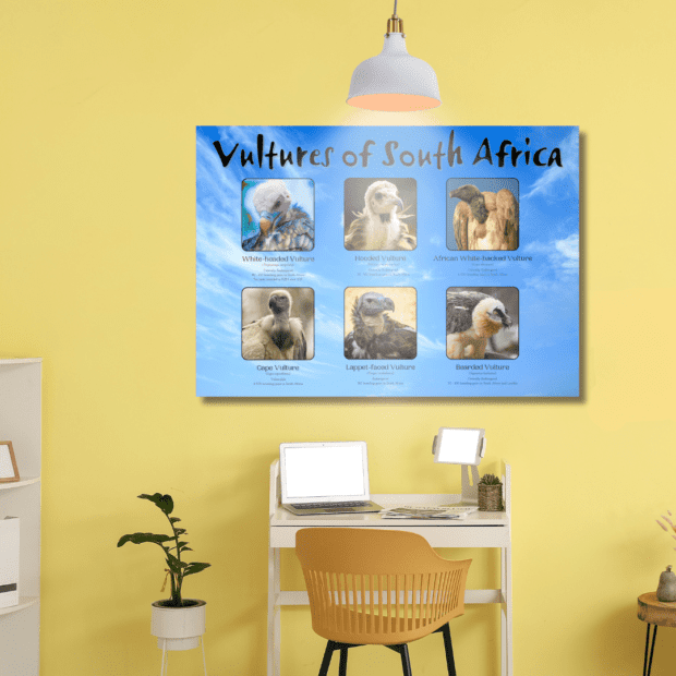 Vulture Poster (A0), glossy finish) | Local is Lekker ZA | African Gifts