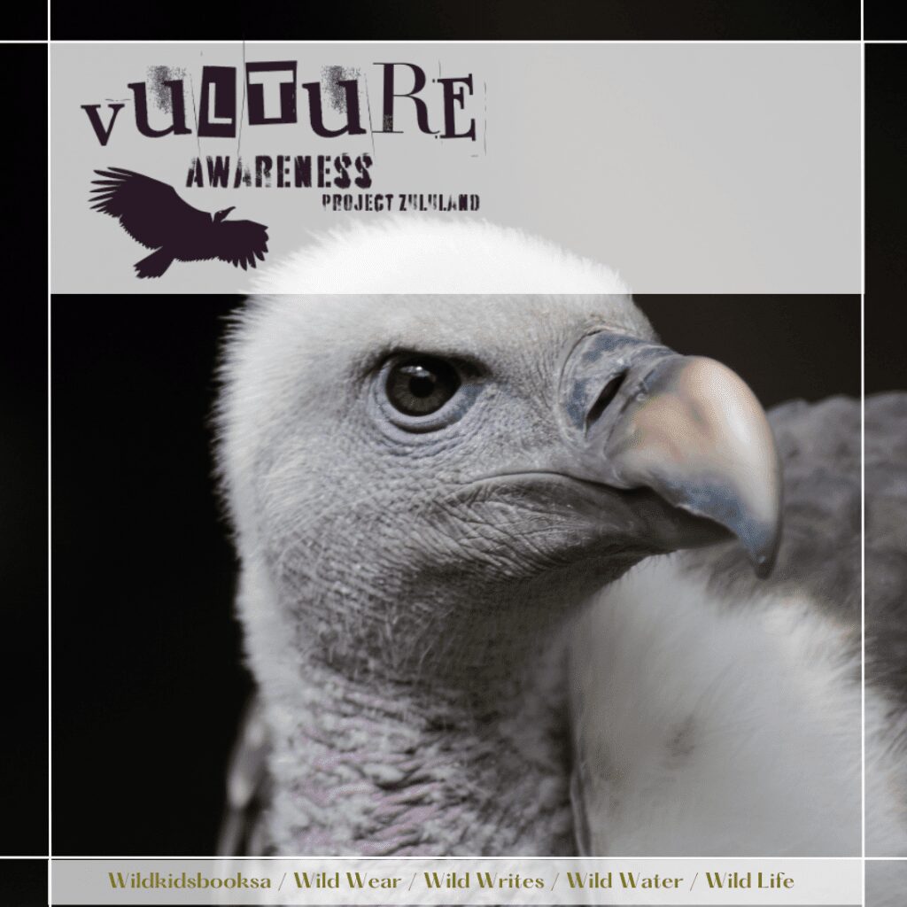 South African Endangered Species- Vultures of South Africa