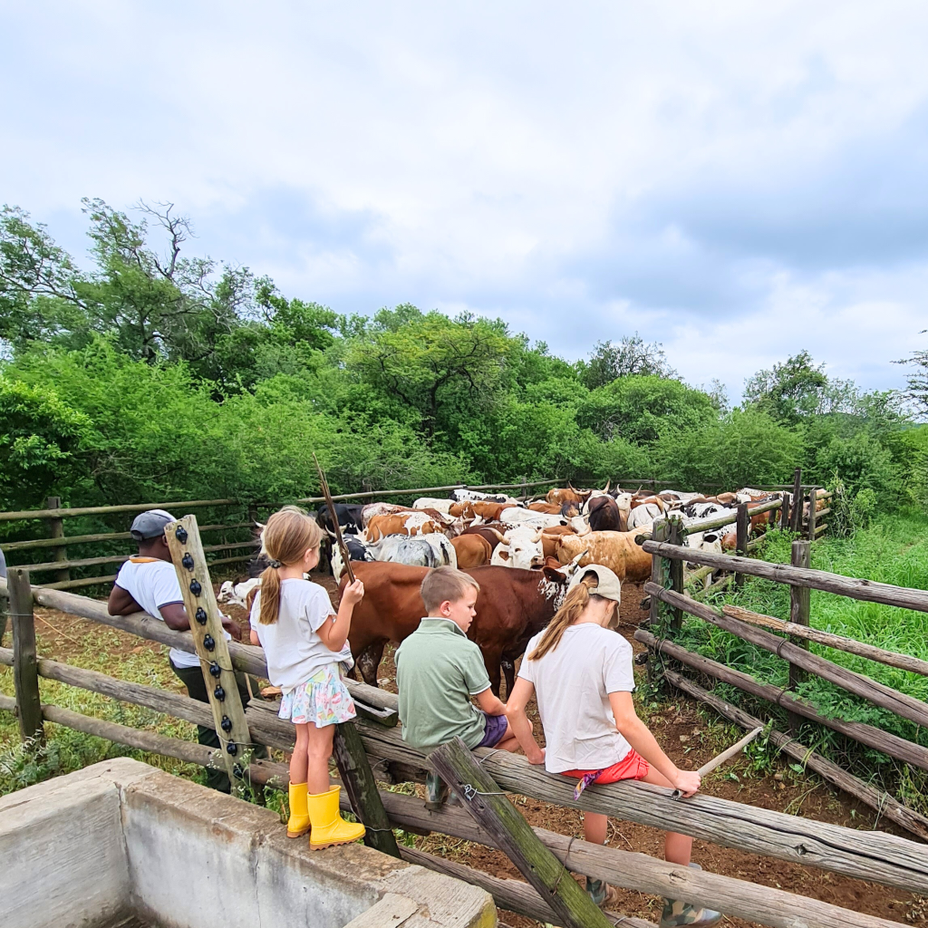 Homegrown - Farm Milk | Local is Lekker ZA | African Gifts