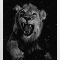 Black and White Filmed Photograph of a Lion at Night