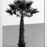 Palm Tree in Abstract Architecture Poster