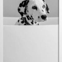 Dalmatian Photograph Poster