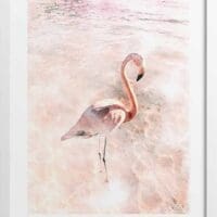 Pink Flamingo Poster