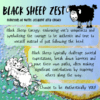 Black sheep zest 49 | Local is Lekker ZA | African Gifts | African Gifts